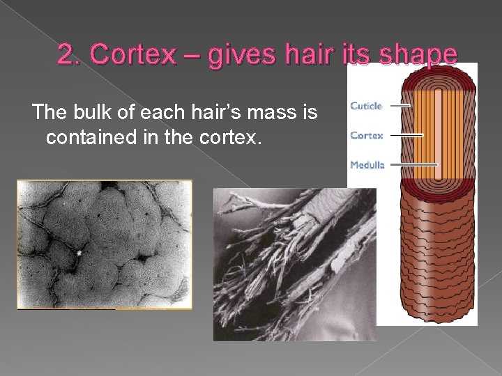 2. Cortex – gives hair its shape The bulk of each hair’s mass is