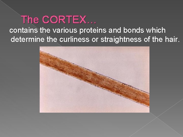 The CORTEX… contains the various proteins and bonds which determine the curliness or straightness