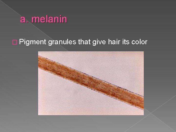 a. melanin � Pigment granules that give hair its color 