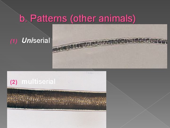 b. Patterns (other animals) (1) Uniserial (2) multiserial 