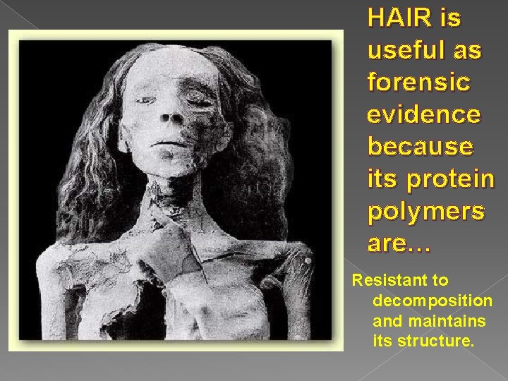 HAIR is useful as forensic evidence because its protein polymers are… Resistant to decomposition