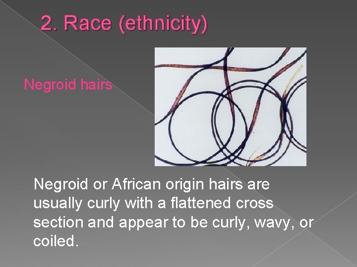 2. Race (ethnicity) Negroid hairs Negroid or African origin hairs are usually curly with