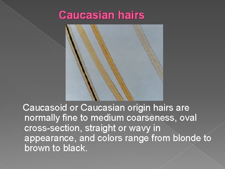 Caucasian hairs Caucasoid or Caucasian origin hairs are normally fine to medium coarseness, oval