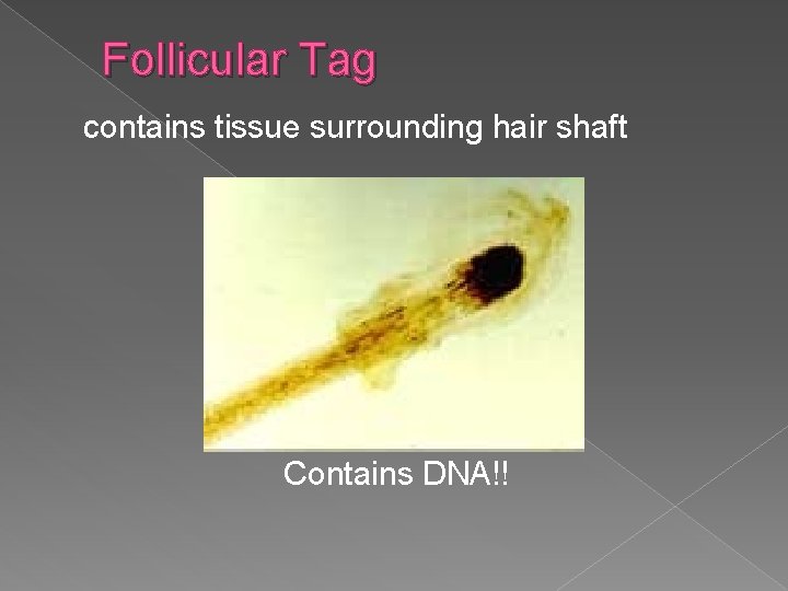 Follicular Tag contains tissue surrounding hair shaft Contains DNA!! 