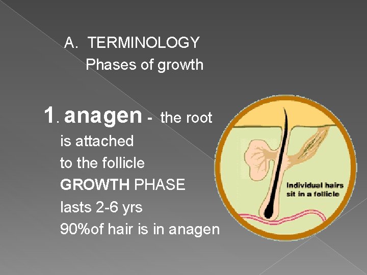 A. TERMINOLOGY Phases of growth 1. anagen - the root is attached to the