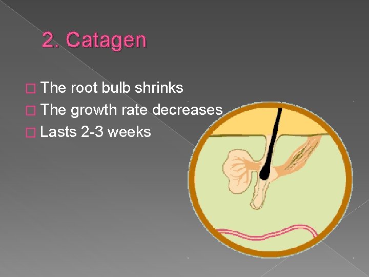 2. Catagen � The root bulb shrinks � The growth rate decreases � Lasts