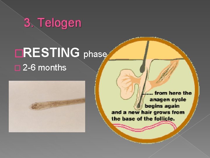 3. Telogen �RESTING phase � 2 -6 months 