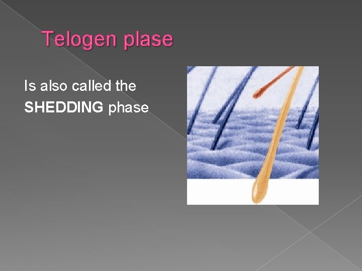 Telogen plase Is also called the SHEDDING phase 