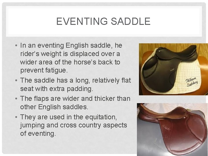 EVENTING SADDLE • In an eventing English saddle, he rider’s weight is displaced over