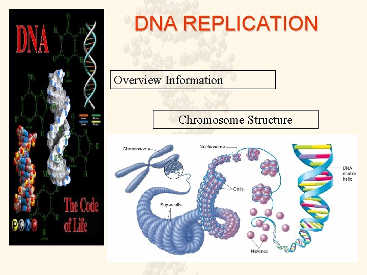 DNA REPLICATION Overview Information Chromosome Structure 