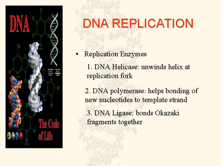 DNA REPLICATION • Replication Enzymes 1. DNA Helicase: unwinds helix at replication fork 2.