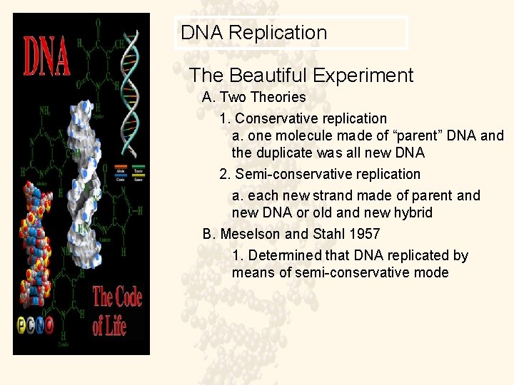 DNA Replication The Beautiful Experiment A. Two Theories 1. Conservative replication a. one molecule