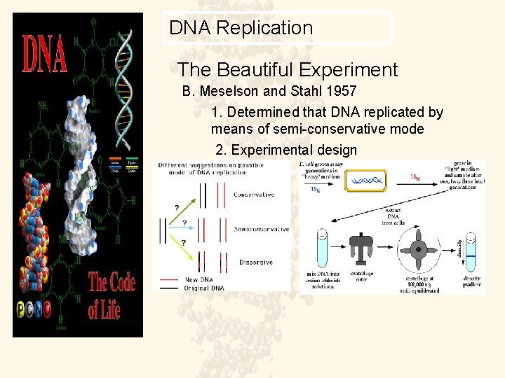 DNA Replication The Beautiful Experiment B. Meselson and Stahl 1957 1. Determined that DNA