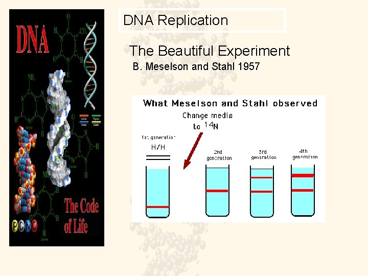 DNA Replication The Beautiful Experiment B. Meselson and Stahl 1957 