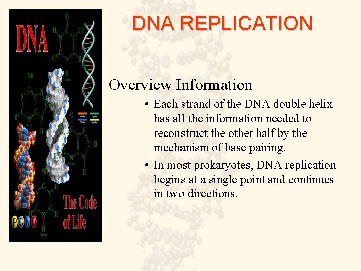 DNA REPLICATION Overview Information • Each strand of the DNA double helix has all