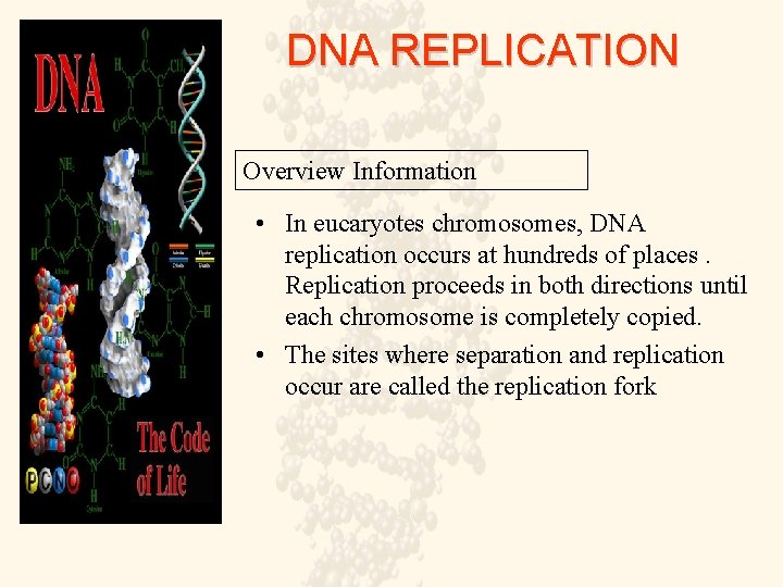 DNA REPLICATION Overview Information • In eucaryotes chromosomes, DNA replication occurs at hundreds of