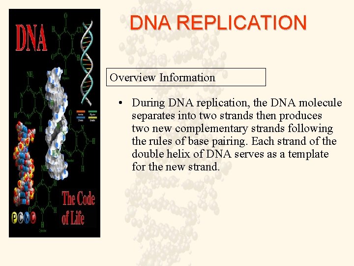 DNA REPLICATION Overview Information • During DNA replication, the DNA molecule separates into two