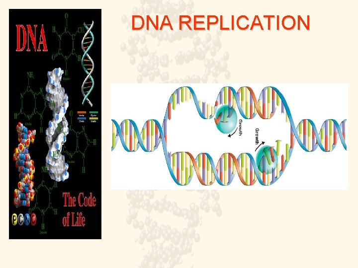 DNA REPLICATION 