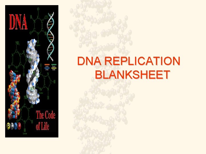 DNA REPLICATION BLANKSHEET 