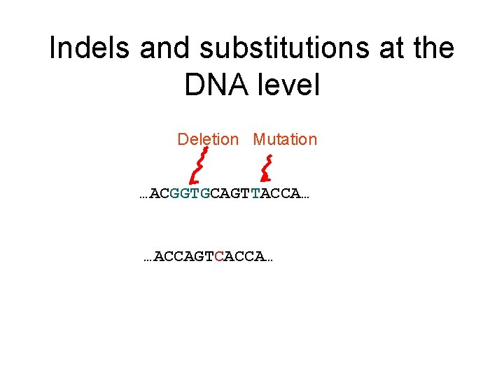 Indels and substitutions at the DNA level Deletion Mutation …ACGGTGCAGTTACCA… …ACCAGTCACCA… 