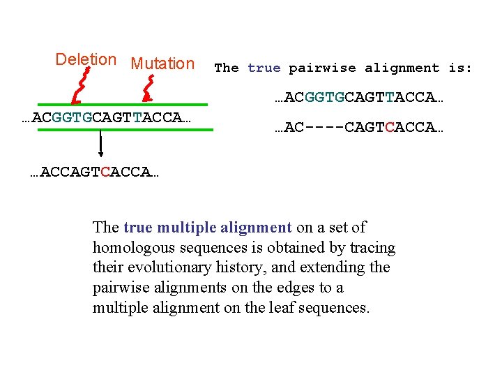 Deletion Mutation The true pairwise alignment is: …ACGGTGCAGTTACCA… …AC----CAGTCACCA… …ACCAGTCACCA… The true multiple alignment