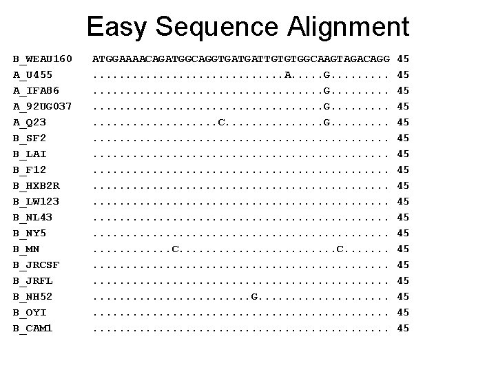 Easy Sequence Alignment B_WEAU 160 A_U 455 A_IFA 86 A_92 UG 037 A_Q 23
