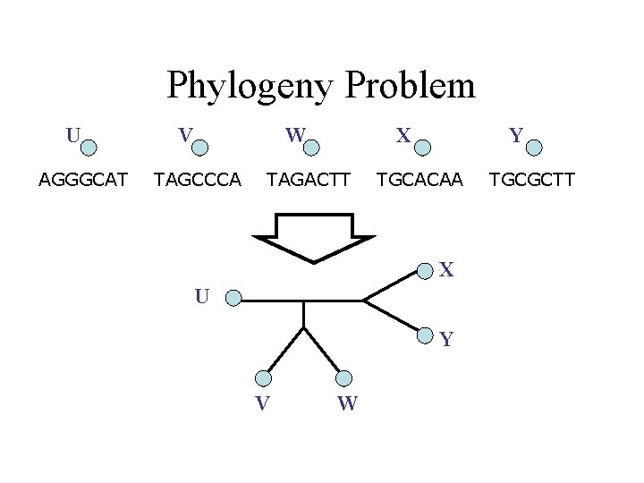 Phylogeny Problem U AGGGCAT V W TAGCCCA X TAGACTT Y TGCACAA X U Y