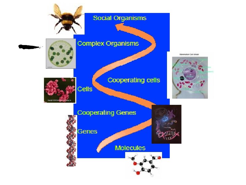 Steeves & Farr, UA, EEB, Michod Lab Image courtesy of Michod Lab, UA Steeves & Farr, UA, EEB, Michod Lab Image courtesy of Michod Lab, UA