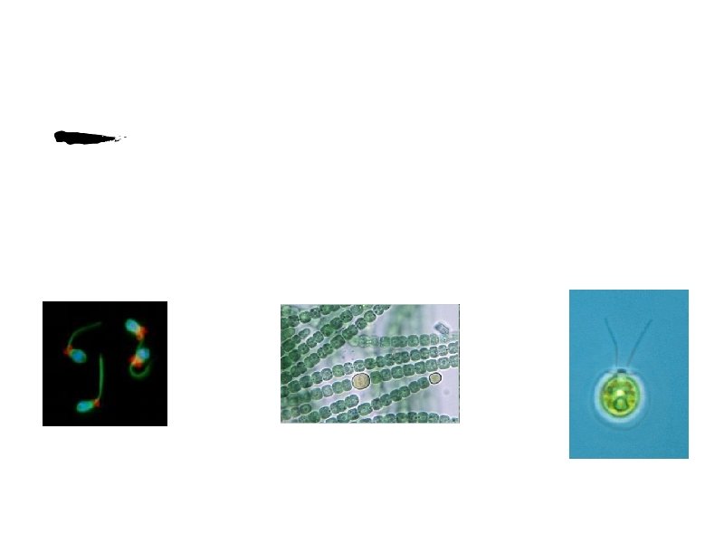 Unicellular • Organisms composed of one cell • One cell must complete all activity Unicellular • Organisms composed of one cell • One cell must complete all activity