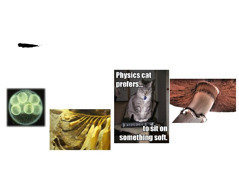 Multicellular • Organisms made of many different (specialized) cells Fungi Volvox Kelp (brown algae) Multicellular • Organisms made of many different (specialized) cells Fungi Volvox Kelp (brown algae)