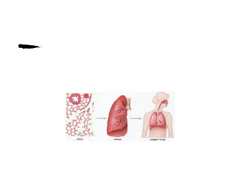 Cells become specialized • Cells become specialized and differentiate. • Specialized cells complete a Cells become specialized • Cells become specialized and differentiate. • Specialized cells complete a