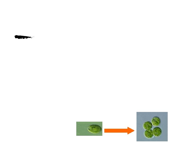Evolution from uni- to multicellular • What is more beneficial? • One person doing Evolution from uni- to multicellular • What is more beneficial? • One person doing
