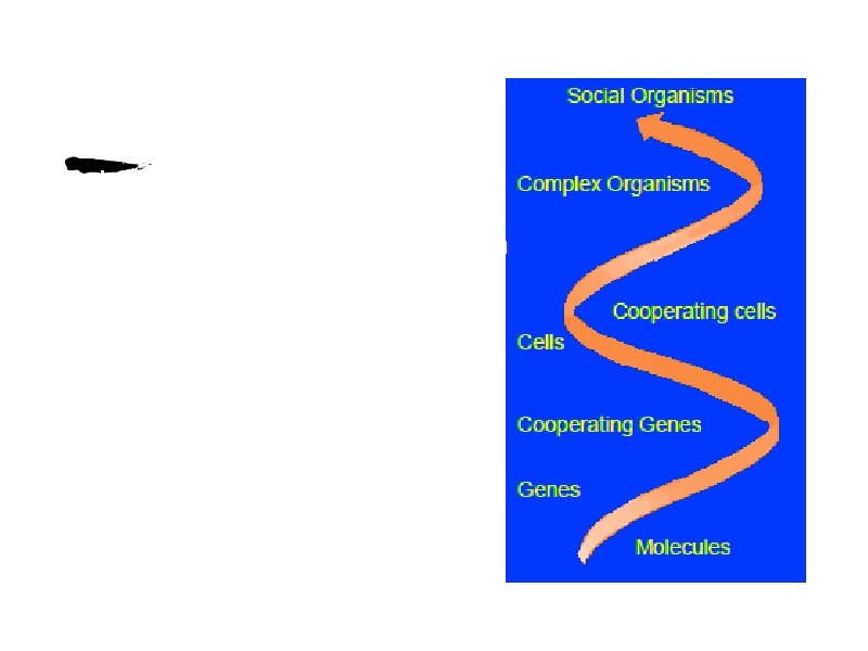 Cells mimic society • Is it a free for all where every person does Cells mimic society • Is it a free for all where every person does