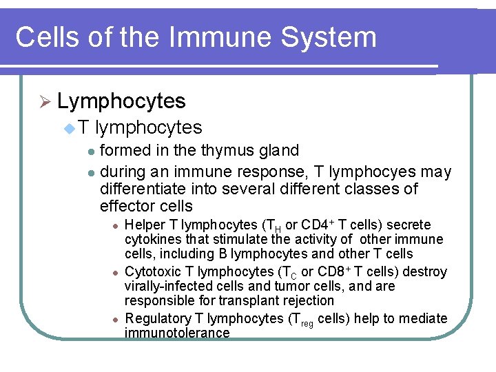 Cells of the Immune System Ø Lymphocytes u. T lymphocytes formed in the thymus