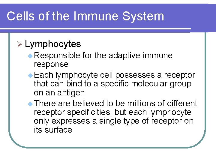 Cells of the Immune System Ø Lymphocytes u Responsible for the adaptive immune response