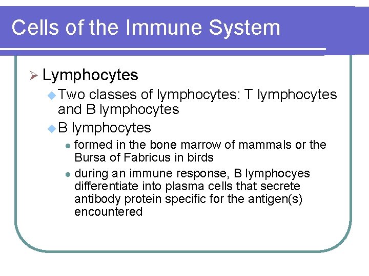 Cells of the Immune System Ø Lymphocytes u Two classes of lymphocytes: T lymphocytes