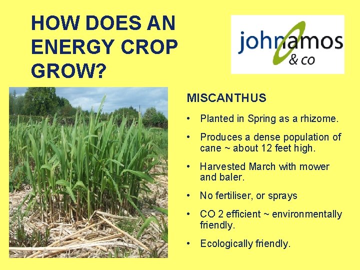 HOW DOES AN ENERGY CROP GROW? MISCANTHUS • Planted in Spring as a rhizome.