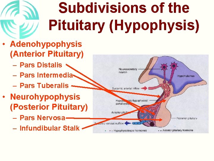 Subdivisions of the Pituitary (Hypophysis) • Adenohypophysis (Anterior Pituitary) – Pars Distalis – Pars