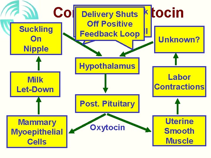 Positive Feedback Delivery Shuts Control of Oxytocin Loop Shut-Off Suckling On Nipple Off Positive