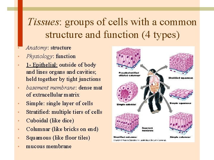 Tissues: groups of cells with a common structure and function (4 types) • •