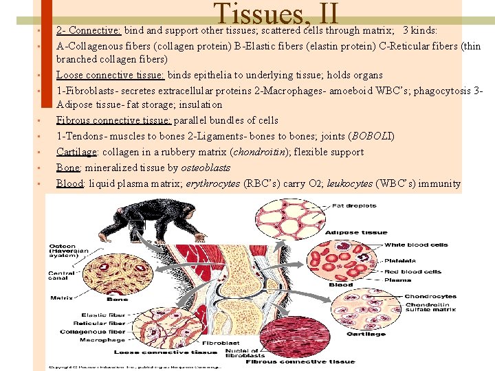  • • • Tissues, II 2 - Connective: bind and support other tissues;