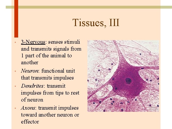 Tissues, III • • 3 -Nervous: senses stimuli and transmits signals from 1 part
