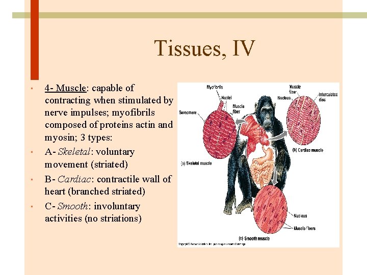 Tissues, IV • • 4 - Muscle: capable of contracting when stimulated by nerve