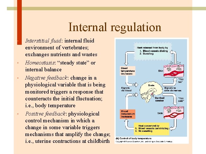Internal regulation • • Interstitial fluid: internal fluid environment of vertebrates; exchanges nutrients and
