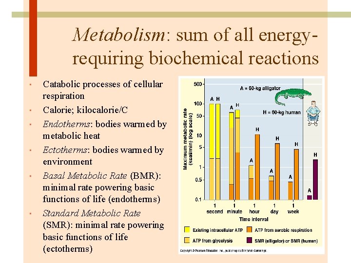 Metabolism: sum of all energyrequiring biochemical reactions • • • Catabolic processes of cellular