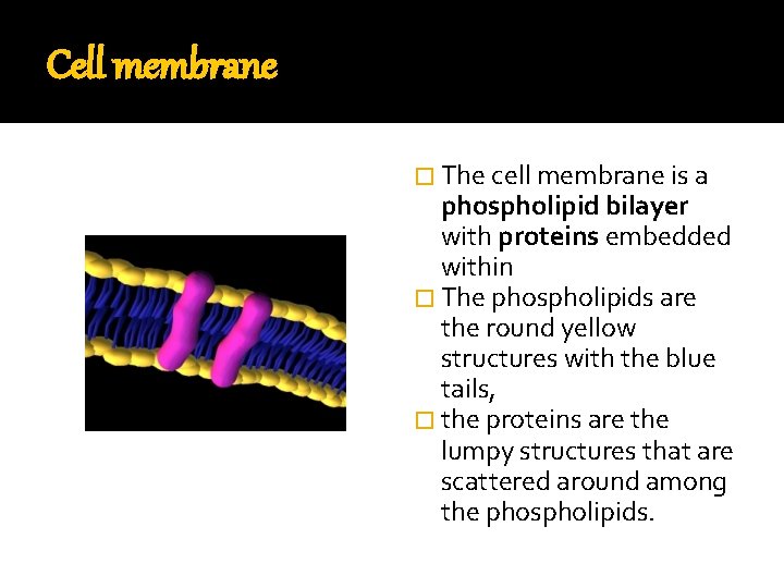 Cellular transport plasma membrane controls what enters and