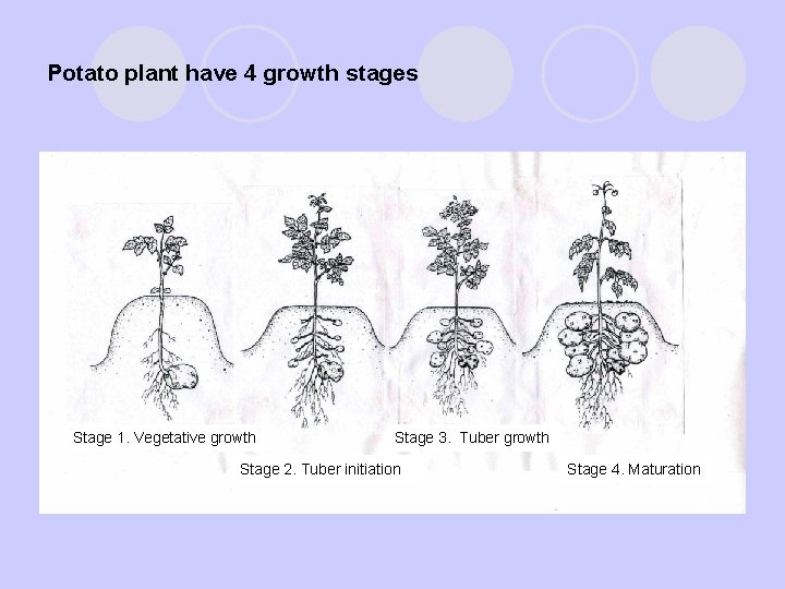Potato plant have 4 growth stages Stage 1. Vegetative growth Stage 3. Tuber growth