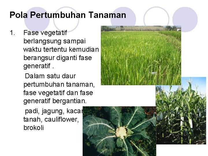 Pola Pertumbuhan Tanaman 1. Fase vegetatif berlangsung sampai waktu tertentu kemudian berangsur diganti fase