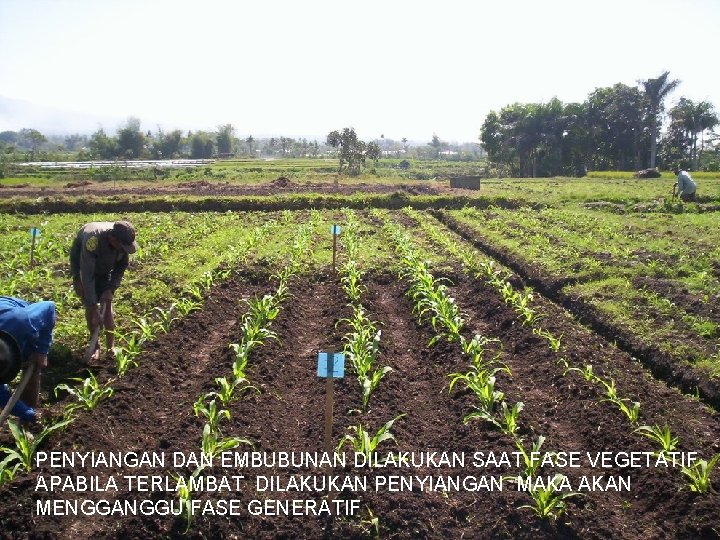 PENYIANGAN DAN EMBUBUNAN DILAKUKAN SAAT FASE VEGETATIF APABILA TERLAMBAT DILAKUKAN PENYIANGAN MAKA AKAN MENGGANGGU