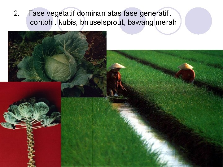 2. Fase vegetatif dominan atas fase generatif. contoh : kubis, brruselsprout, bawang merah 